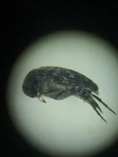 Blistered Tumbling Flower Beetle thumbnail 2