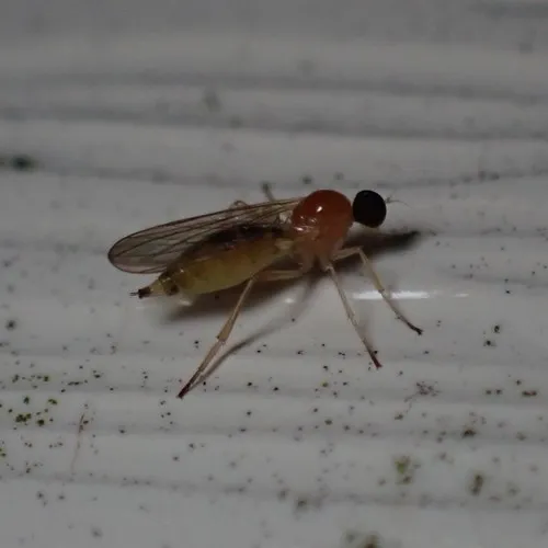 Leptopeza compta