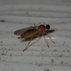 Leptopeza compta thumbnail 1
