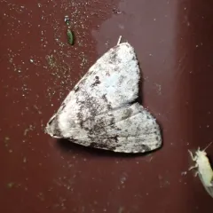 Visitation Moth thumbnail 3