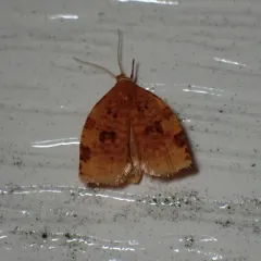 Ugly-nest Caterpillar Moth thumbnail 4