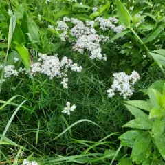 narrowleaf mountainmint thumbnail 3