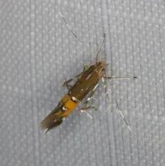 Cosmopterix gemmiferella thumbnail 4