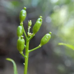 Hoary Yellowcress thumbnail 4