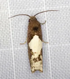 Epiblema dorsisuffusana thumbnail 2