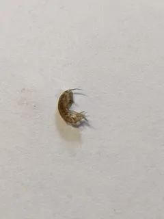 Gammarus mucronatus thumbnail 4