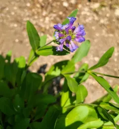 Globe Penstemon thumbnail 3