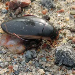 Vertical Diving Beetle thumbnail 2