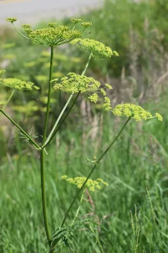 Siberian hogweed