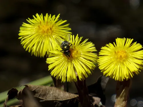 Small False Greenbottle