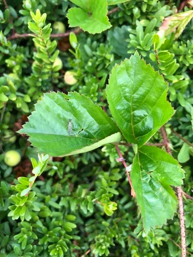 Fuller's bristly dewberry