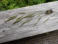 Pacific Brome thumbnail 4