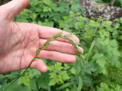 Boreal Wild Rye thumbnail 2