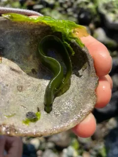 Rockweed gunnel thumbnail 3