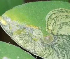Laburnum Leafminer thumbnail 4