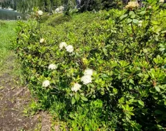 Mountain Labrador Tea thumbnail 2