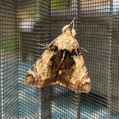 Little Underwing thumbnail 4