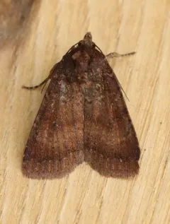 Abagrotis apposita thumbnail 3