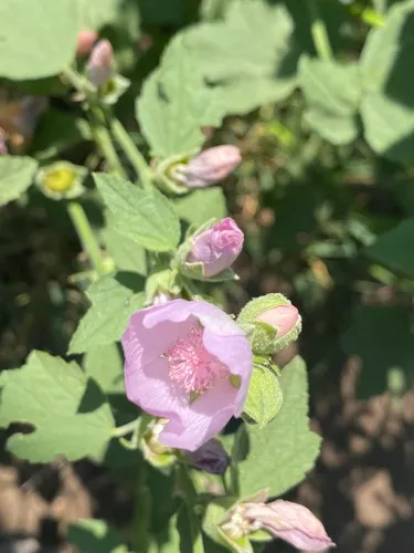Baker's globe mallow