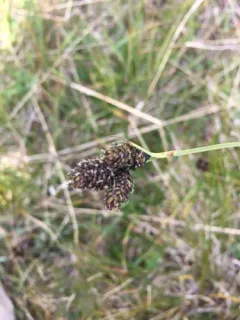 blackened sedge thumbnail 4