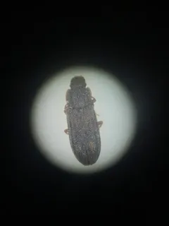 Bitoma quadriguttata thumbnail 2