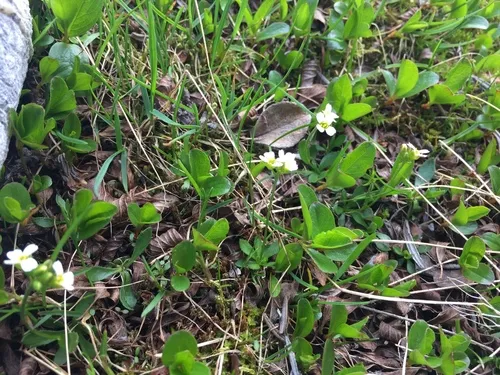 Long-stalk Whitlow-grass