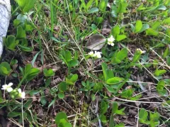 Long-stalk Whitlow-grass thumbnail 1
