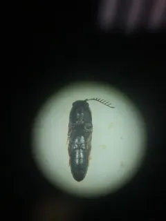 Lovely-horned False Click Beetle thumbnail 2