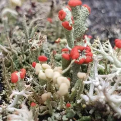Wooden Soldiers Lichen thumbnail 2