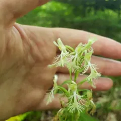 ragged fringed orchid thumbnail 3