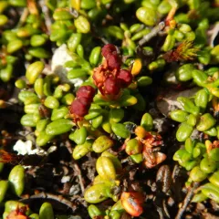 alpine azalea thumbnail 4