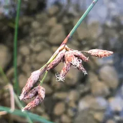 hardstem bulrush thumbnail 3