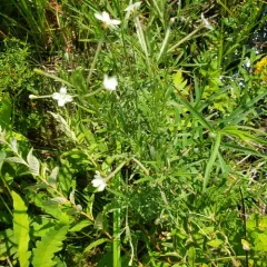 Linear-leaf Willowherb thumbnail 3