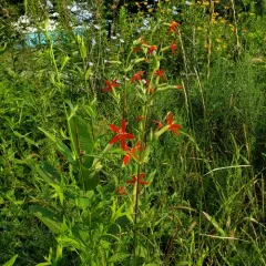 royal catchfly thumbnail 2
