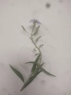 tatarian blue lettuce thumbnail 4