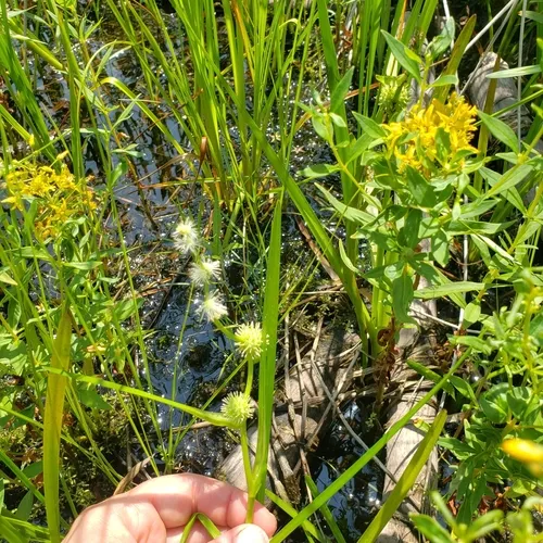 American bur-reed