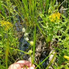 American bur-reed