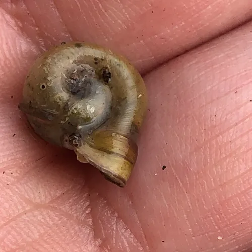 Bellmouth Ramshorn
