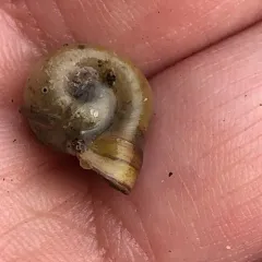 Bellmouth Ramshorn thumbnail 1
