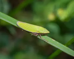 Draeculacephala constricta thumbnail 3