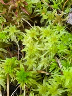Angerman's sphagnum thumbnail 4