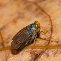 Coppery Leafhopper thumbnail 3