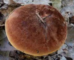 Dotted Stem Bolete thumbnail 2