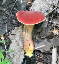 Ruby Bolete thumbnail 4