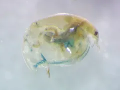 Eurycercus longirostris thumbnail 2