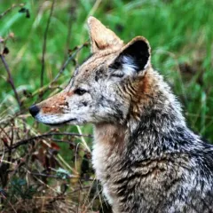 Coyote thumbnail 3