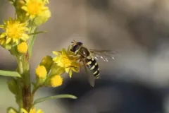 Six-spotted Flower Fly thumbnail 1