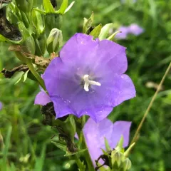 Peach-leaved Bellflower thumbnail 2