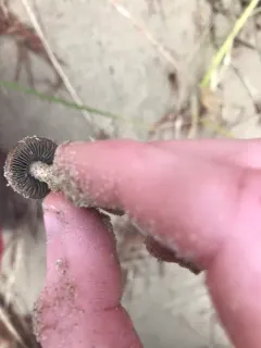 Beach Brittlestem thumbnail 2