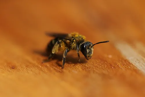 Pigmented Miner Bee